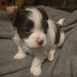 Alice - Chocolate female Havanese puppy in Columbus, Ohio from Havanese Puppies Columbus