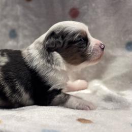 Icee - Blue merle female Toy Australian Shepherd puppy in Stephenville, Texas from Rising JM Pembrokes
