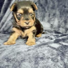 Melrose - Black and gold male Yorkshire Terrier puppy in Yonkers, New York from The Dior Line
