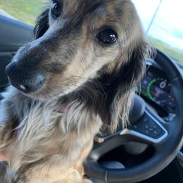Dachshund All Grown Up from Fitzpatrick's Irish Cream Doxies