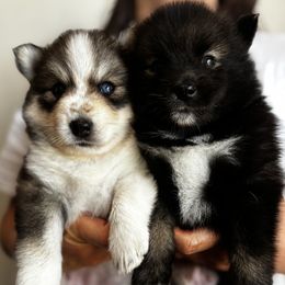 Pomsky Puppies from Bowtique Pomskies