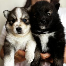 Pomsky Puppies from Bowtique Pomskies