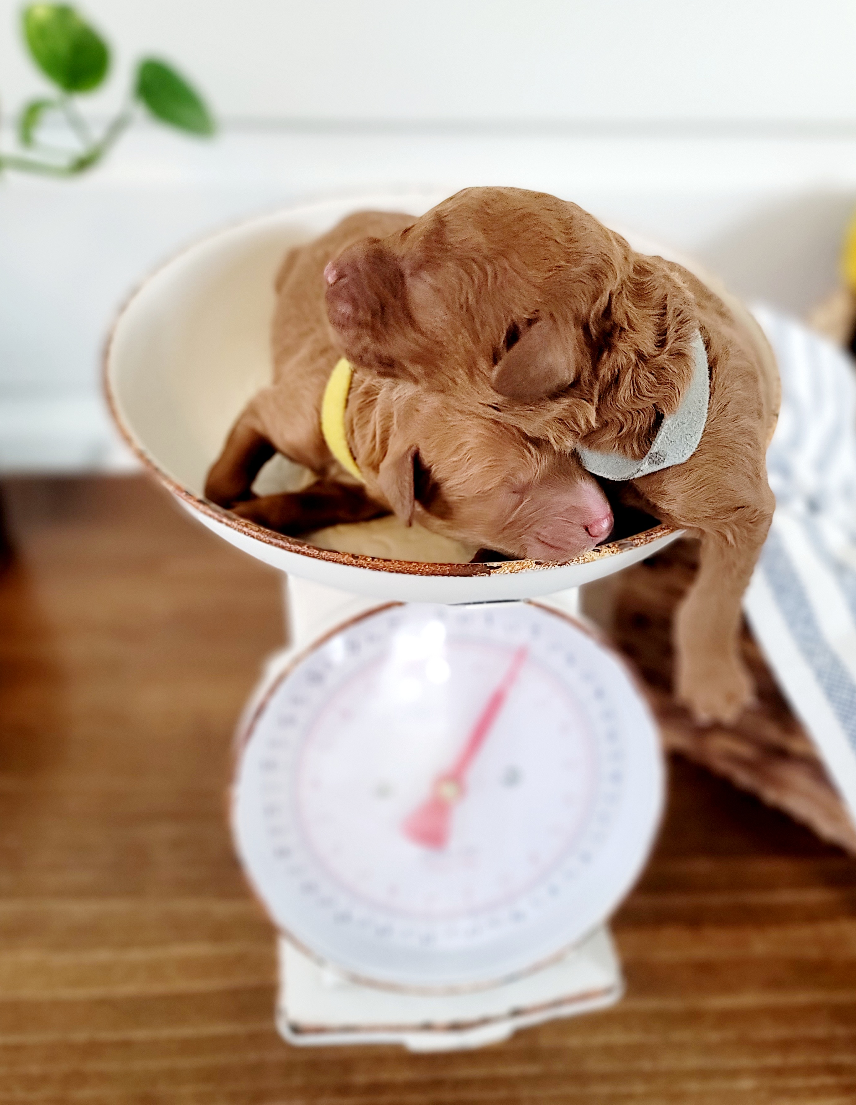 Goldendoodle Puppies from Woodland Creek Goldendoodles