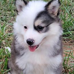 Puppy 2 girl - Tri-color female Pomsky puppy in Gladstone, Virginia from Rustic Charms Miniature Huskys