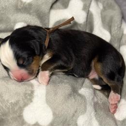 Dexter - brown collar - Tri-color male Bernese Mountain Dog puppy in Yuciapa, California from AlltheDoodlez_