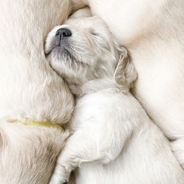 Golden Retriever Puppies from Ruff Life Goldens