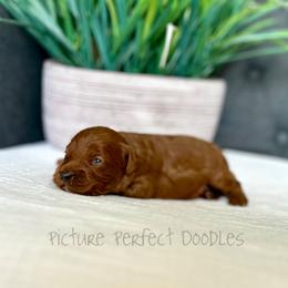 Blue Collar - Red male Cavapoo puppy in St George, Utah from Picture Perfect Doodles
