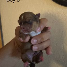 Boy 3 - Black gold and white male Shorkie puppy in San Tan Valley, Arizona from Great Mates