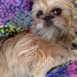 Skittles - Brussels Griffon