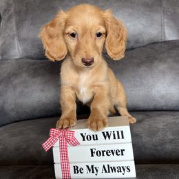 Ruby - Red female Dachshund puppy in Stuart, Iowa from Johnson Family Corgis and more
