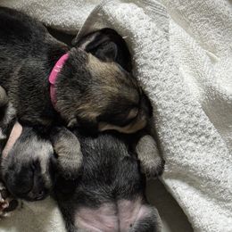 Girl 3 - Salt and pepper female Miniature Schnauzer puppy in Bullard, Texas from Black Gold Miniature Schnauzers