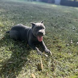 Menace - Gray female Cane Corso puppy in Opelousas, Louisiana from Azelees Cane Corso