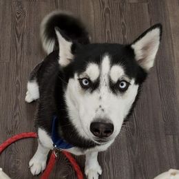 Siberian Huskies from Klich's Siberian Huskies