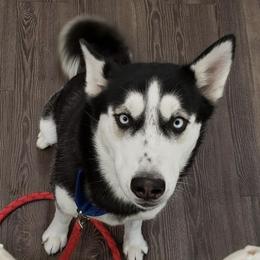 Siberian Huskies from Klich's Siberian Huskies