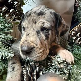 Buddy - Merle male Great Dane puppy in Dundee, Michigan from Weslow AKC Danes