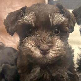 Winifred (Winny) - Liver female Miniature Schnauzer puppy in Cheney, Washington from Rolling Hills Schnauzers