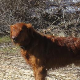 Golden Retrievers from Katherine Wolf