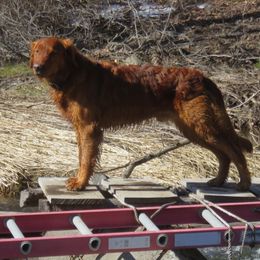 Golden Retrievers from Katherine Wolf