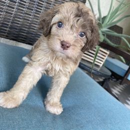 Cockapoo Puppies from Doodle Corner