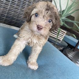 Cockapoo Puppies from Doodle Corner