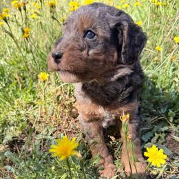 Basil - Merle male Goldendoodle puppy in Redding, California from O’Hara  Doodles