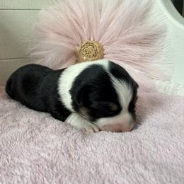 Venture - Black and tan female Pembroke Welsh Corgi puppy in Scottown, Ohio from Wyndy Ridge Corgis