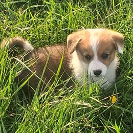 Laredo - Red male Pembroke Welsh Corgi puppy in Hillsville, Virginia from Bonderosa Kennels