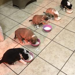 Border Collie Puppies from Burke BC’s