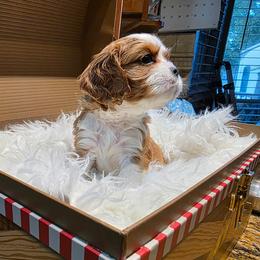 Bashful - Blenheim male Cavalier King Charles Spaniel puppy in West Valley, Utah from Criddle Mountain Cavaliers