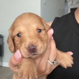 Sasha - Cream female Dachshund puppy in Clovis, California from Lil Sausage Co