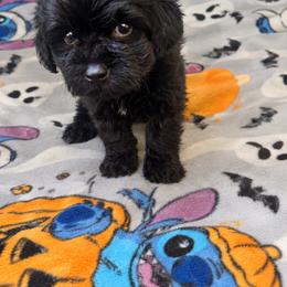 Buckwheat 1500 - Black male Yorkipoo puppy in Gastonia, North Carolina from Banks Dynasty Kennel