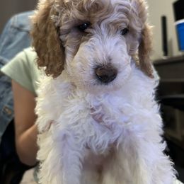 Poodle Puppies from Poodles of New England