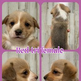 Red tri female - Red and white female American Corgi puppy in Fort Worth, Texas from King of Hearts Corgis