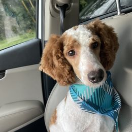 Titus - Poodle