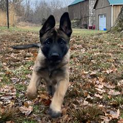 Belgian Malinois puppies from Detto Fatto Malinois