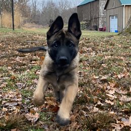 Belgian Malinois puppies from Detto Fatto Malinois