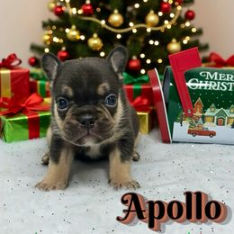 Apollo - Tricolors male French Bulldog puppy in Amarillo, Texas from Bomb City Bulldogs