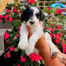 Montego - Parti male Goldendoodle puppy in Forest, Ohio from Mini Doodle Buddies