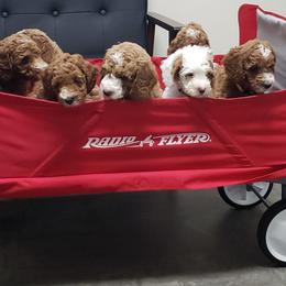 Goldendoodle Puppies from Lollie's Doodles