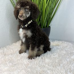 Sage - Phantom Poodle puppy in Grand Prairie, Texas from Dallas Paw Connect