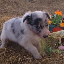 Border Collies from KMA Ranch