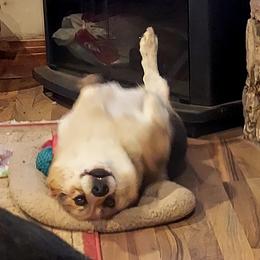 Pembroke Welsh Corgi Puppies from Rees Corgis