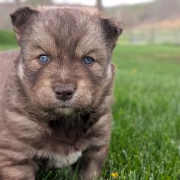 River - Red and white male Siberian Husky puppy in Coshocton, Ohio from Wyant Farms