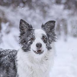 Oink - Border Collie