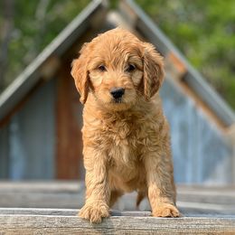 MICHELLE - Red  Goldendoodle puppy in Lancaster, Minnesota from North Star Dog Training