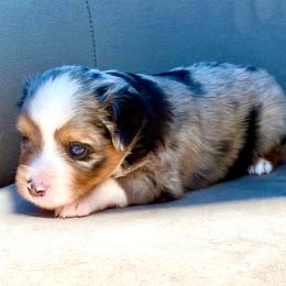 Sterling - Blue merle male Toy Australian Shepherd puppy in Bixby, Oklahoma from Roeboat Aussies