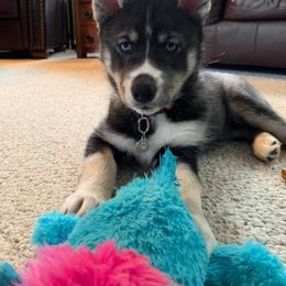 Siberian Husky Puppies from Myths and Legends Siberian Huskies