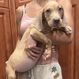Lila - Silver female Great Dane puppy in Florida from Beachside Kennels
