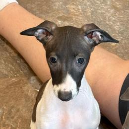 Happy boy 1 - Seal male Italian Greyhound puppy in North Carolina from Celtic Sighthounds