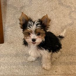 Stealing the Spotlight - Biewer Terrier puppy from SD99Biewers